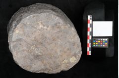 Foto (Objekt + Etikett) von Knorria imbricata Sternbg. (NHMW-GEO-2024-0188-11228)